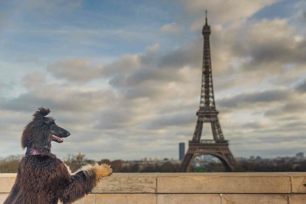 un chien devant la Tour Eiffel