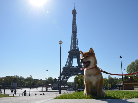 un Shiba devant la Tour Eiffel