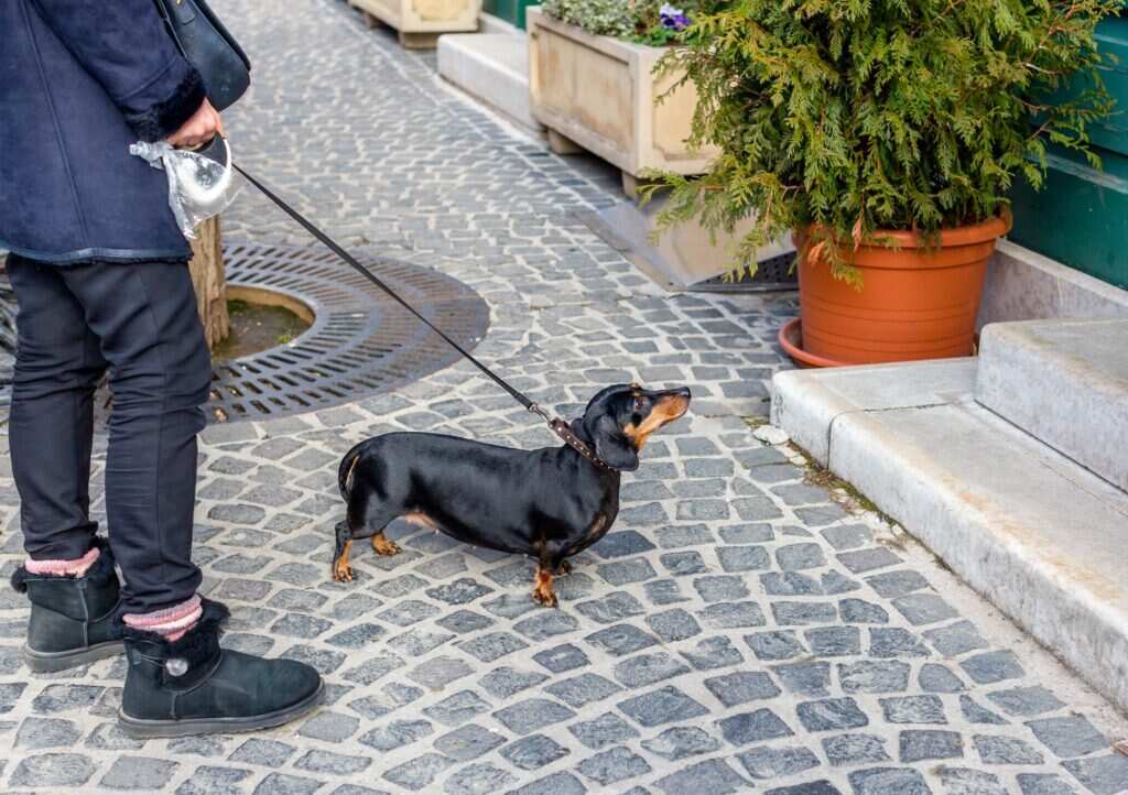 un chien et son maître sur un trottoir