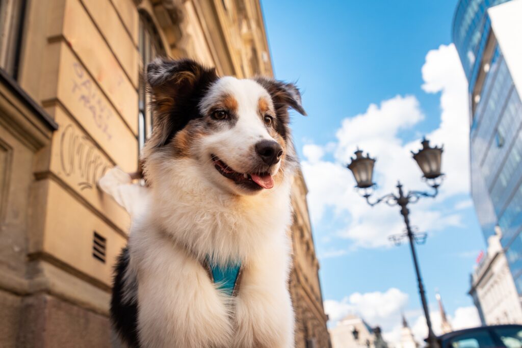 un chien dans Paris