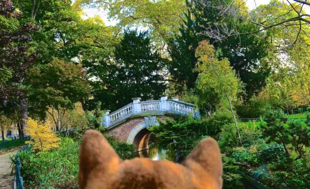 un shiba au parc Monceau